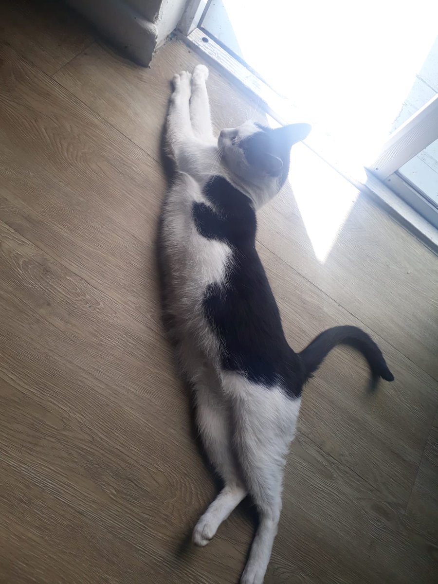 ShadowThomas5's tweet photo. What's the best way to spend the day than to lounge around?

#CatsOfTwitter #cats #Sunday
#flexible #Stretching #Stretch https://t.co/5DUvjPgjL3