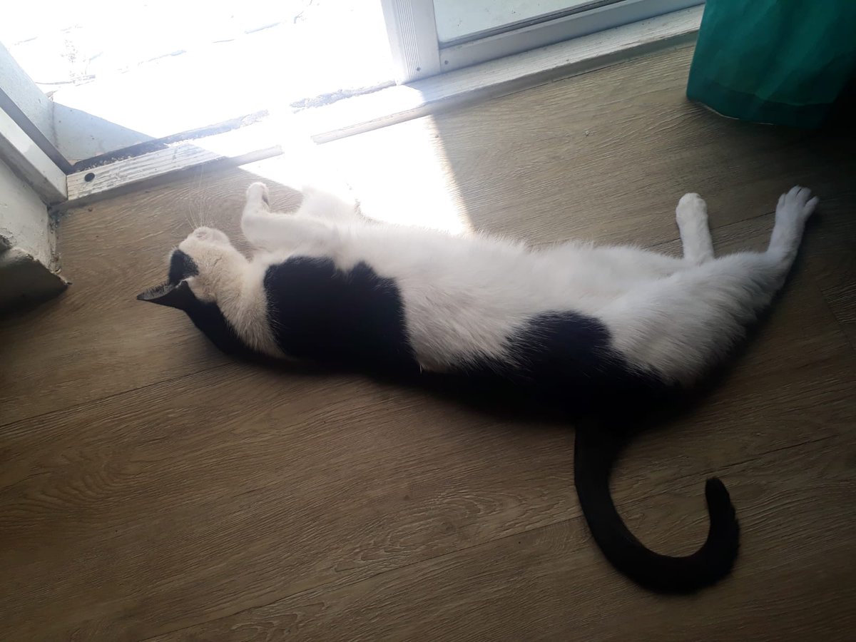 ShadowThomas5's tweet photo. What's the best way to spend the day than to lounge around?

#CatsOfTwitter #cats #Sunday
#flexible #Stretching #Stretch https://t.co/5DUvjPgjL3