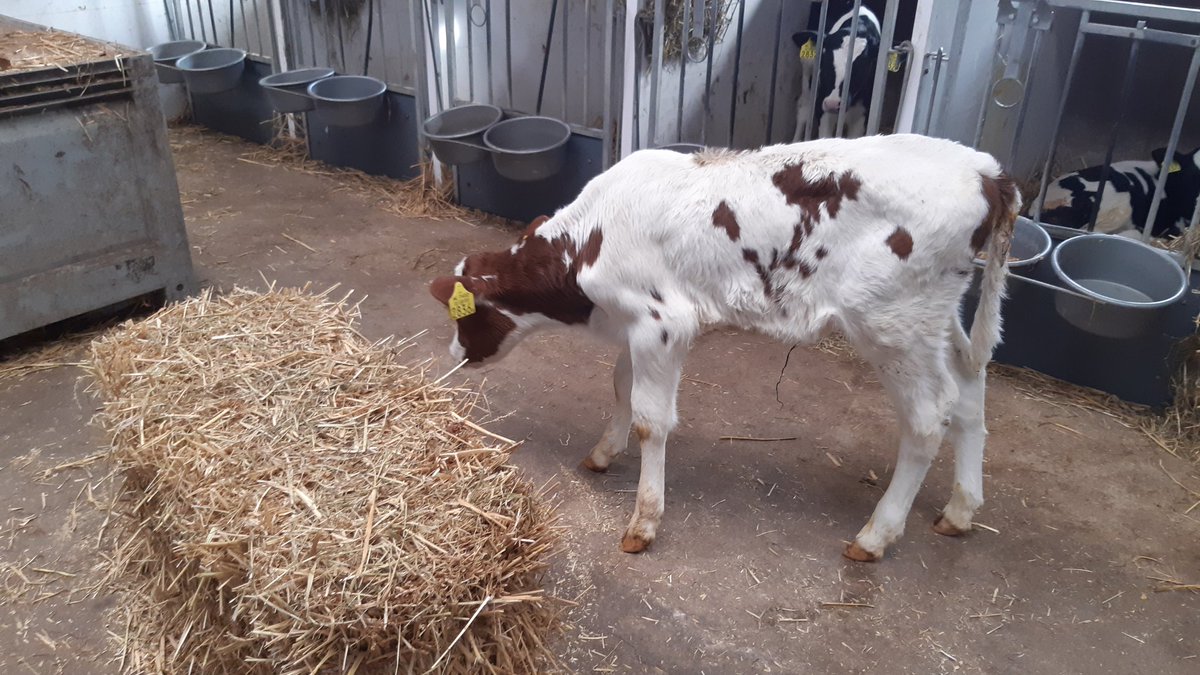 Van de week nog een mooi rood bonte vaarskalfje geboren. Rest van de  veestapel is allemaal zwart bont, dus die gaat goed opvallen.