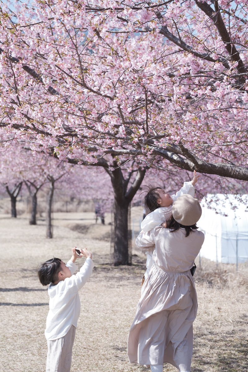 HiroroPhoto's tweet photo. 何気ない瞬間を。
音が聞こえる写真を撮りたい。
#東京カメラ部 #河津桜 https://t.co/dQHh66qd1H