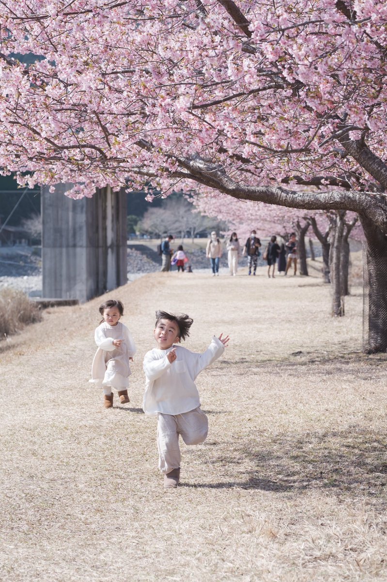 HiroroPhoto's tweet photo. 何気ない瞬間を。
音が聞こえる写真を撮りたい。
#東京カメラ部 #河津桜 https://t.co/dQHh66qd1H