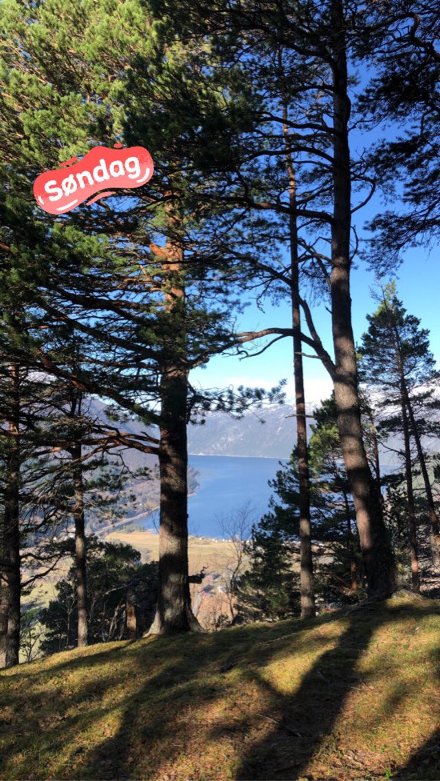 Room with a view🤩 solid sofa med armlene i trendy grått treverk. Vegg til vegg-teppe i sesongens hottaste farge: mosegrønt