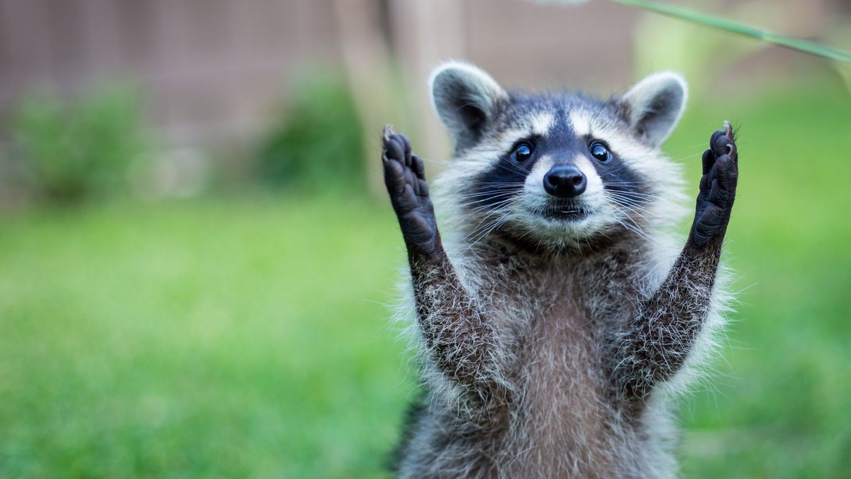 In my arms my friends ! #photography #photos #animals #raccoon