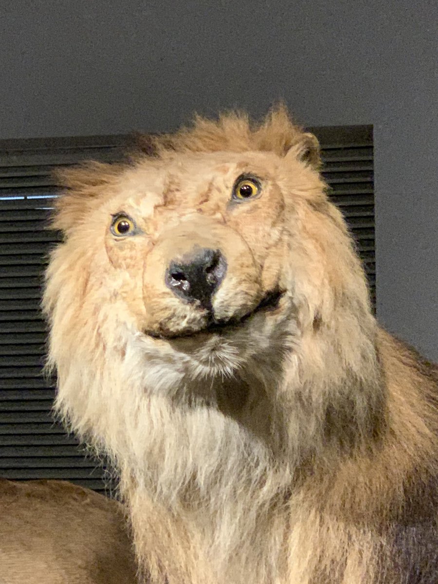官 琳 上海自然博物館のライオンの表情が面白すぎる件 今日一面白かった