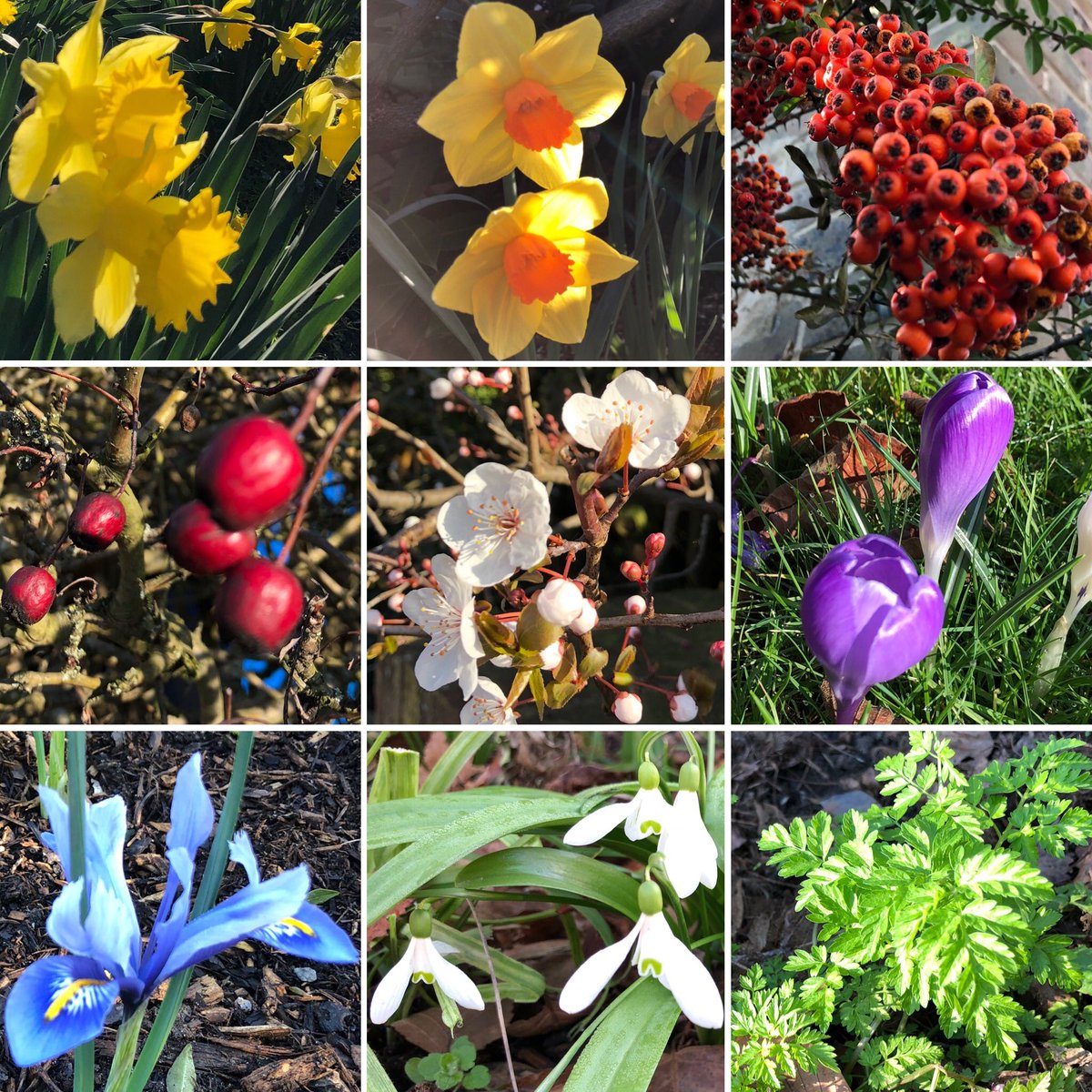 Discovered a whole rainbow on the walk yesterday 
🌈💕😍☀️😍💕🌈

#rainbow #rainbowcolours #london #londonwalk #lockdowninlondon #lockdownwalks #springflowers #rainbowflowers #crystalpalace #dulwich #westdulwich #gipsyhill #se19 #se21 #southlondon #londoninspring