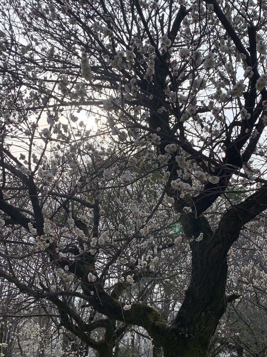 ウィル 今日は風がそれほどでもなかったので公園へ 満開の花にまだ落ちてるどんぐり弁当作り だが自分は花粉が飛びまくってるのを体で感じる 目がしょぼくれる顔がピリピリする 何より怠い クシャミ連発するだけでコロナのせいで振り向かれるし ウィル 今日は風がそれほどでもなかったので公園へ 満開の花にまだ落ちてるどんぐり弁当作り だが自分は花粉が飛びまくってるのを体で感じる 目がしょぼくれる顔がピリピリする 何より怠い クシャミ連発するだけでコロナのせいで振り向かれるし