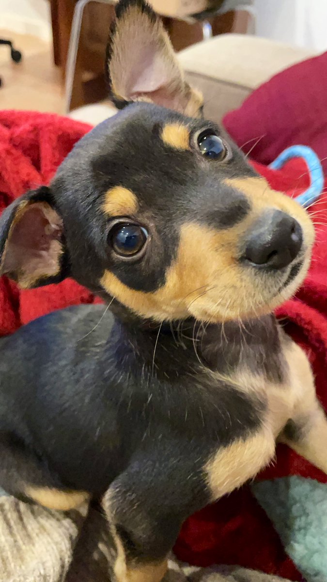 breshannon's tweet photo. Miles murió del parvovirus hace 3 semanas. Q doloroso ha sido ver la foto de su cadaver en el artículo, @324cat. (He confirmado es suyo por el número de chip q tb sale en la foto.) Aunque aprecio su periodismo, pido que tenga un cuenta la gente q todavía están haciendo el duelo. https://t.co/1TsJTj2zJF