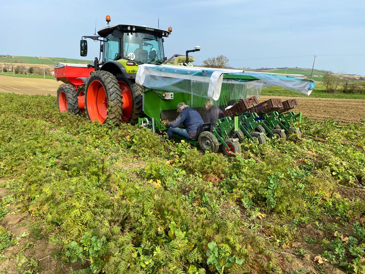 damF032's tweet image. Plantation de betteraves semences dans #couvertvegetal Pendant que dans le nord on sème les futures racines nous on plante les futures semences #ceuxquifontlasemence #ceuxquifontlesucre @SesvanderhaveF @UFSemenciers @LaFNAMS @CLAASFrance @Trimble_MEP_Fr @LeGers32 @J_Denormandie