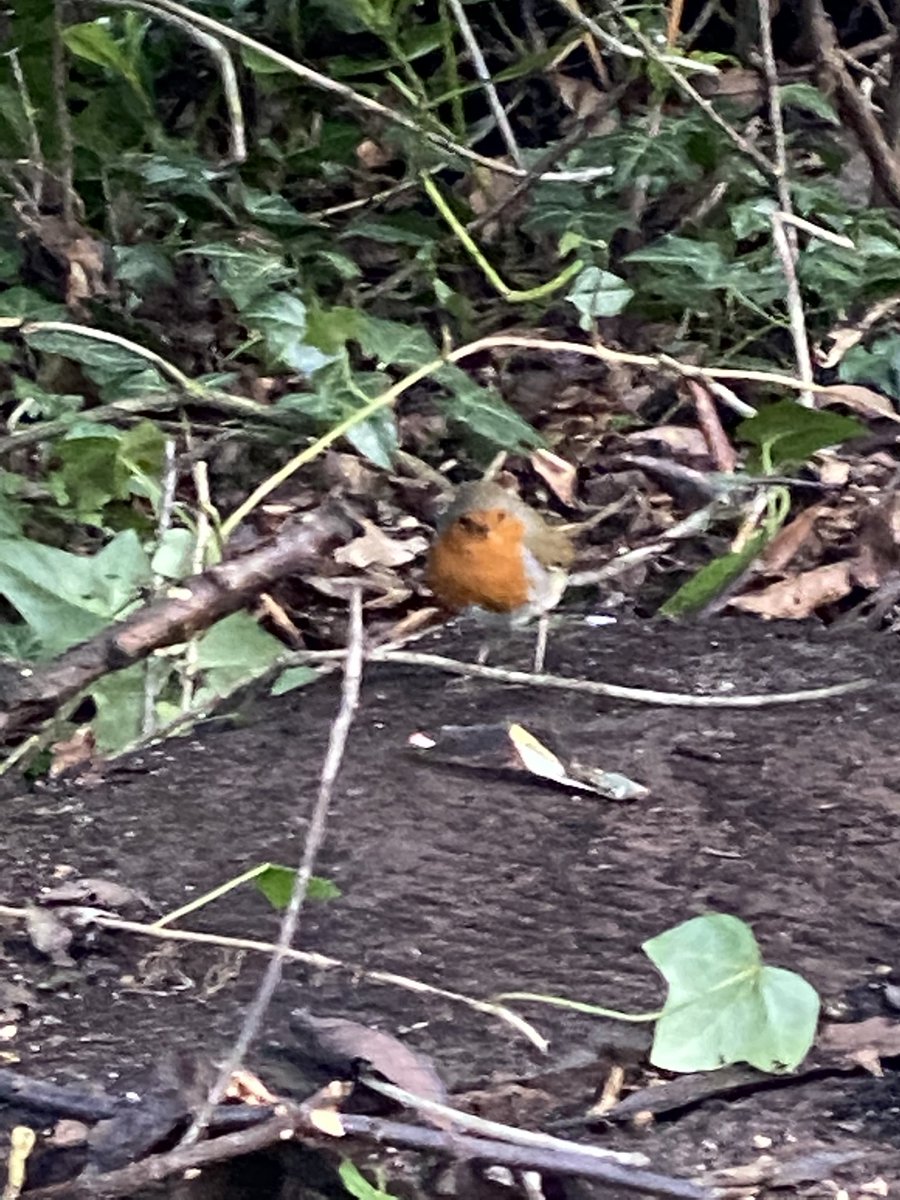 Whilst churchyard clearing this robin more or less posed for the camera. “Say cheese!”