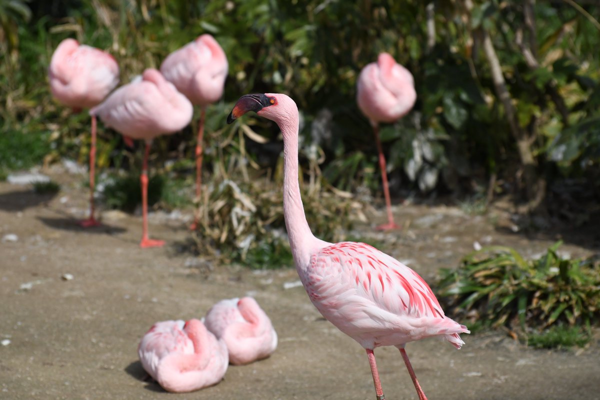安佐動物公園では4種のフラミンゴを展示しています。こちらは