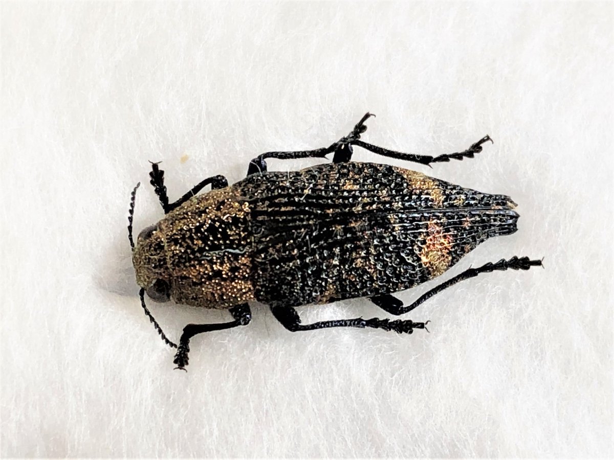 ☆キンモンフタオタマムシ 現在は採集不可能の超貴重種。 約200万年前