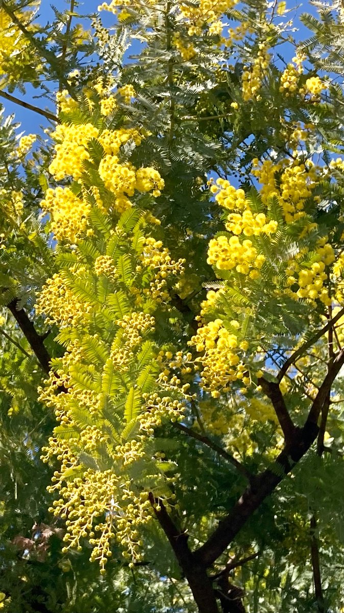 Uzivatel ひげじい Na Twitteru 近所の園児たちも見上げては歓声を上げて行く栄緑地のミモザですが そろそろ満開のようです その 黄色い花の花言葉は 秘密の恋 らしいですが 今年は枝ぶりが控えめなので きっと秘密もちっちゃめのはずです ミモザ 花言葉