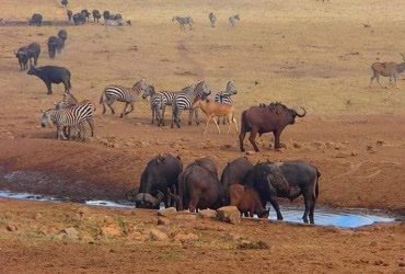Global_Folder's tweet photo. Everyday this man drives hours in drought to provide Water to thirsty Wild Animals in Kenya for free

Massive Respect ❤👏👏 https://t.co/gCTAGWJca9
