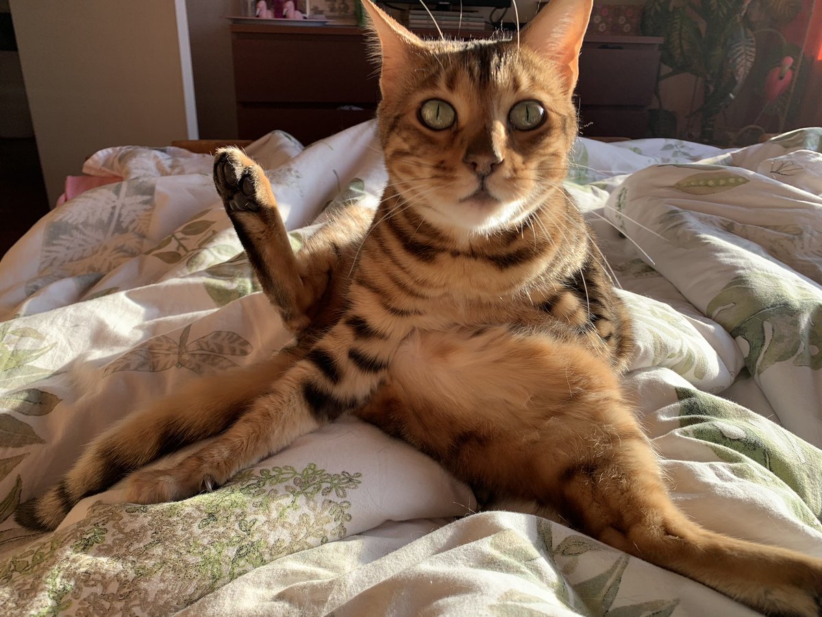 Mogge San!

Mogge poes