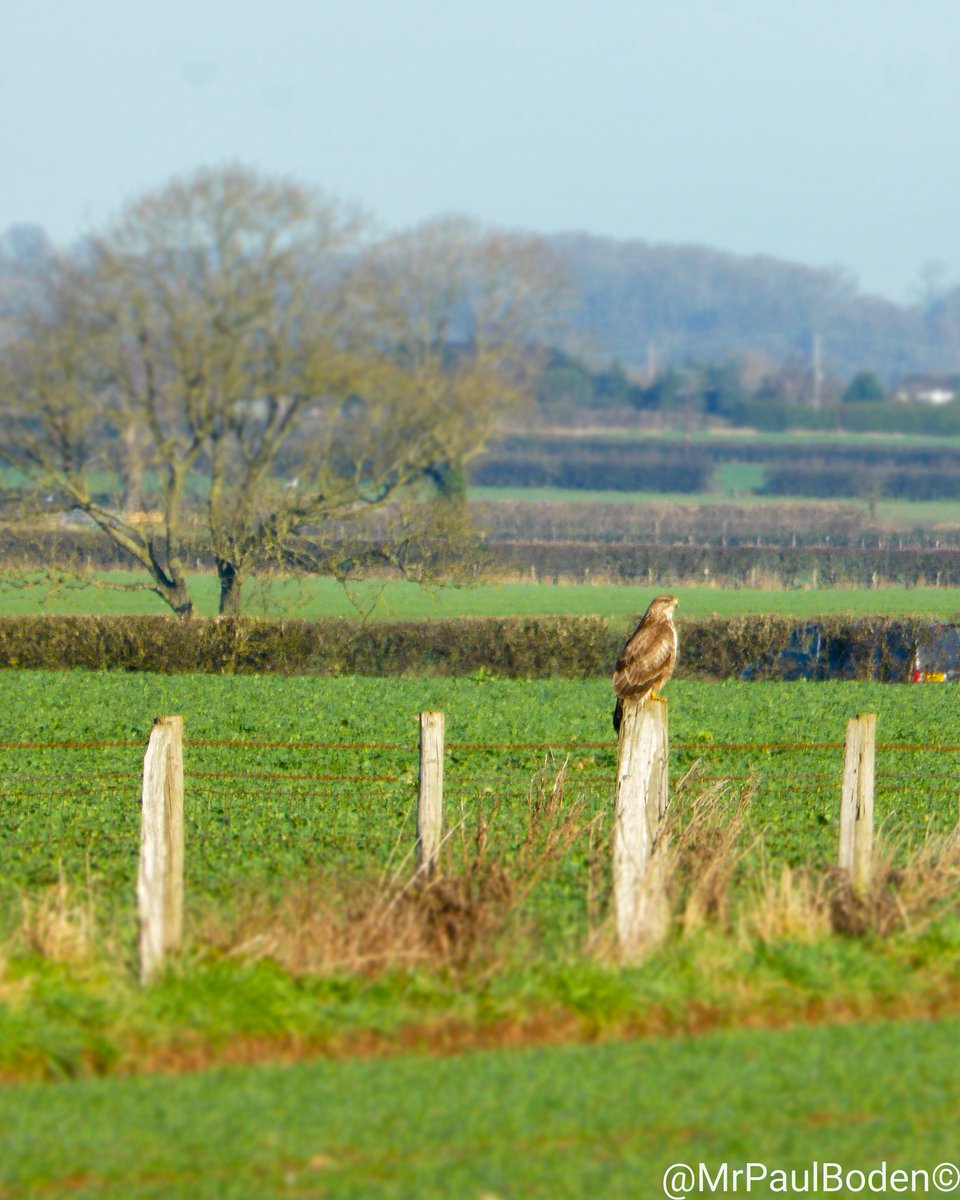 MrPaulBoden's tweet photo. Graceful, Land, Pose.
.
.
.
#commonbuzzard
#rspb_love_nature #rspb #rspbimages #ukbirds #ukbirdwatching #ukbirdsofprey #birdphotography #birds_captures #birdwatching #uk_wildlife_images #mywildtelford #discover_shropshire #jessops https://t.co/AAuMOJvPjY
