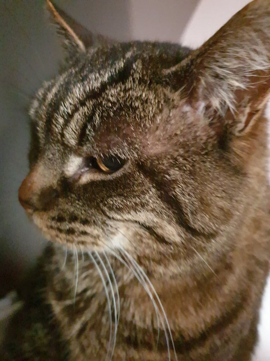 4Catsof's tweet image. Muuuuum. Feeeeed me. #SundayMorning #CatsOfTwitter