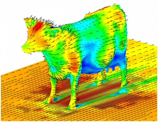 EveryDayCows's tweet image. aerodynamics of a cow