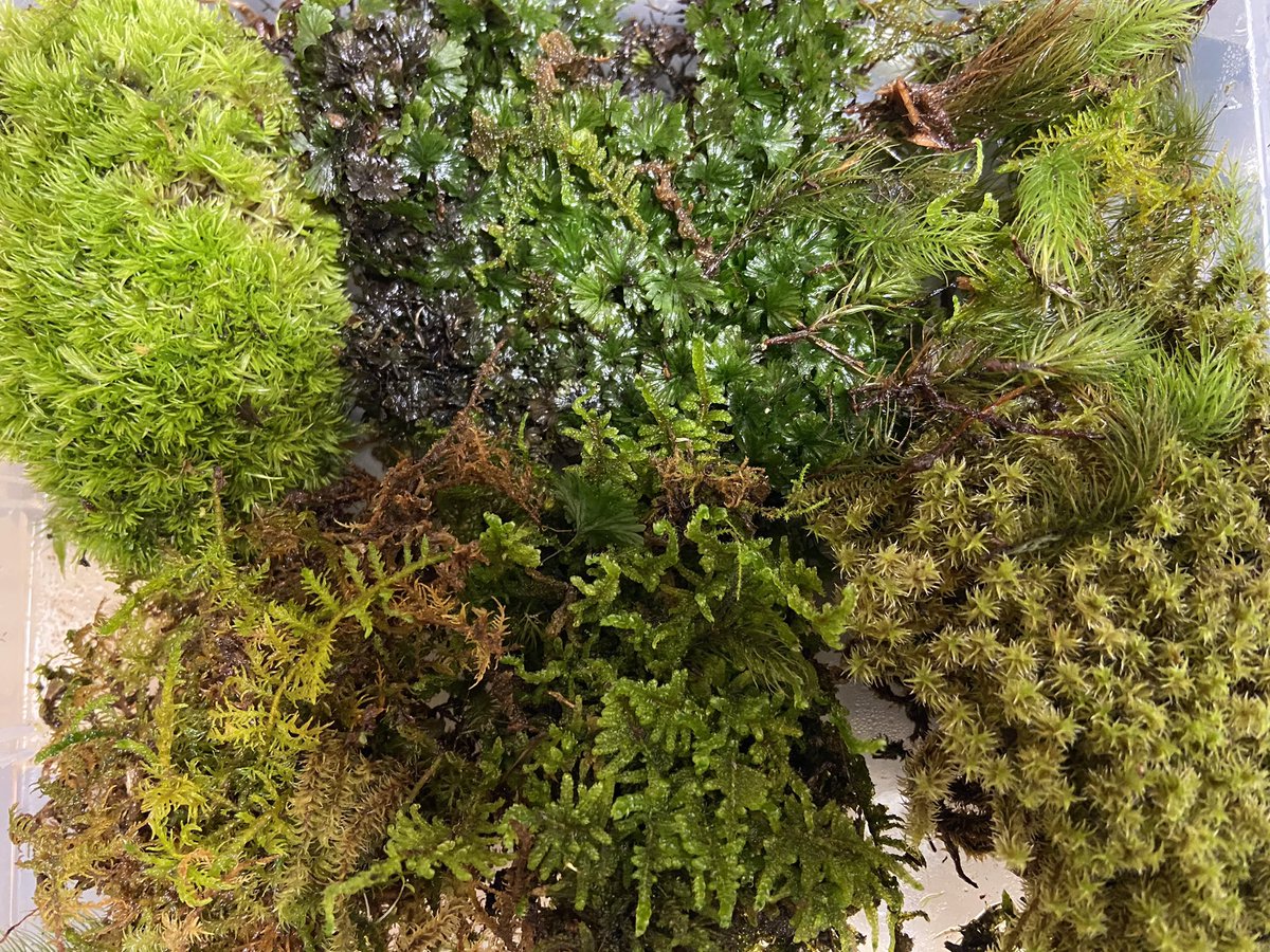 コケを時々つつくオボッチャマンでございます 5種類 正解でございますっ 中央上はウチワゴケという名前のシダ植物でございますっ 紛らわしい名前の植物の代表の1種ですー
