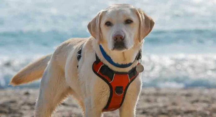 PracticalPaw's tweet image. Got a furry escape artist? You might enjoy this from the  Labrador Site:🐕‍🦺🐕  thelabradorsite.com/escape-proof-d…