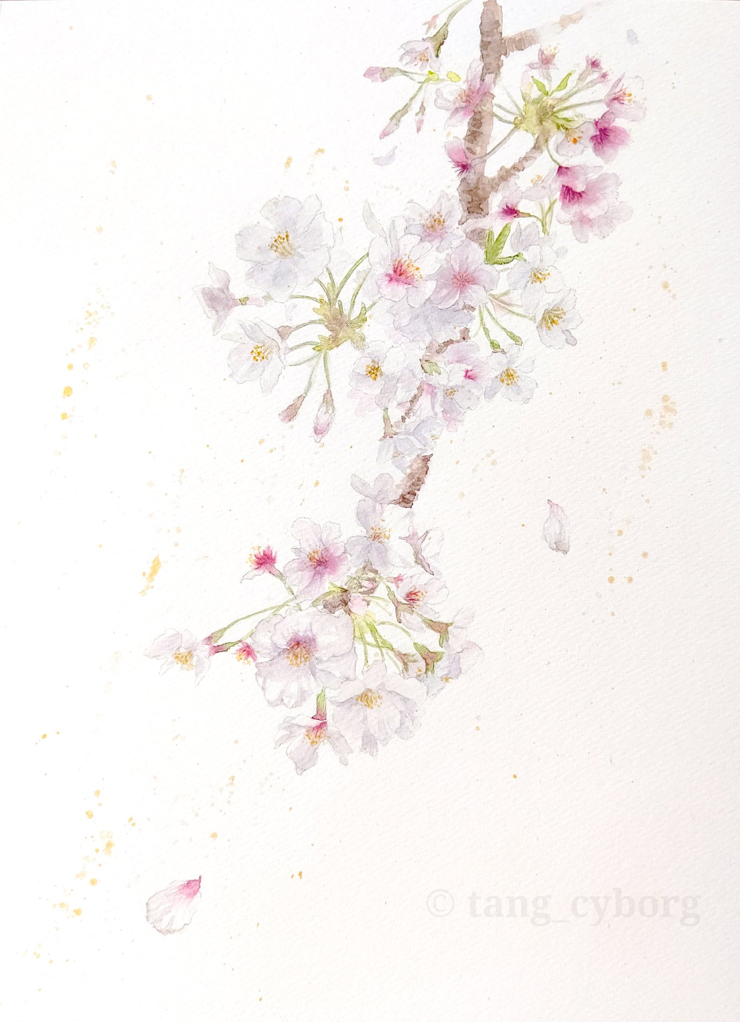 Twitter 上的 N Takei 充電中 桜 F4 対象物だけなのにお洒落 という絵にずっと憧れがあってチャレンジしてみたけど ショボくなるのがどうしても怖くてスパッタリングで誤魔化してしまいました でもその代わり 金色の絵の具を使って華やかさを演出する工夫