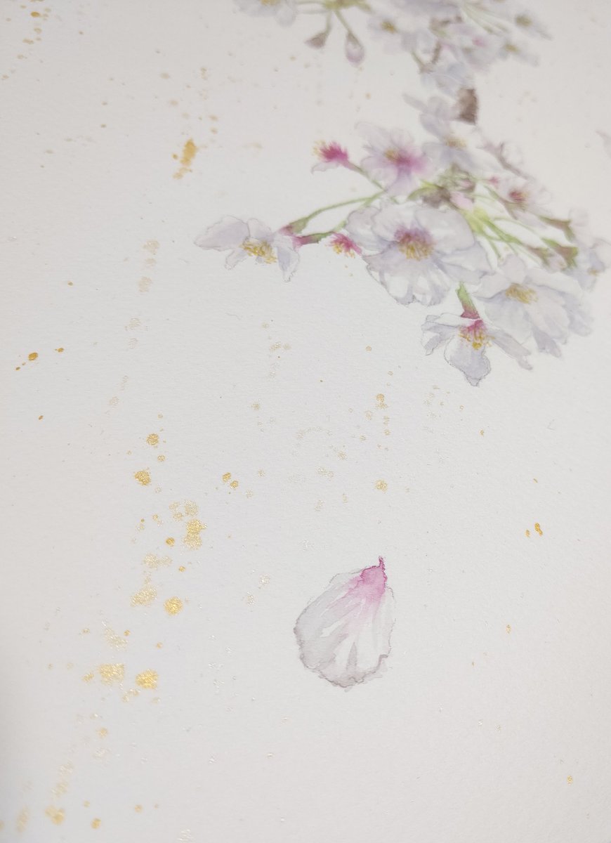 淡彩坊 桜 F4 対象物だけなのにお洒落 という絵にずっと憧れがあってチャレンジしてみたけど ショボくなるのがどうしても怖くてスパッタリングで誤魔化してしまいました でもその代わり 金色の絵の具を使って華やかさを演出する工夫を頑張りまし