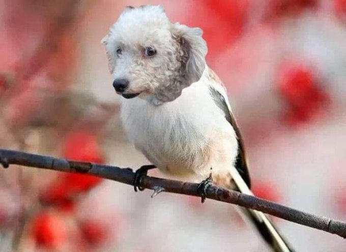 tuiteotuit's tweet photo. mi mama: me dijo un pajarito que ayer llegaste tarde

el pajarito: https://t.co/KYlFOA9O3T