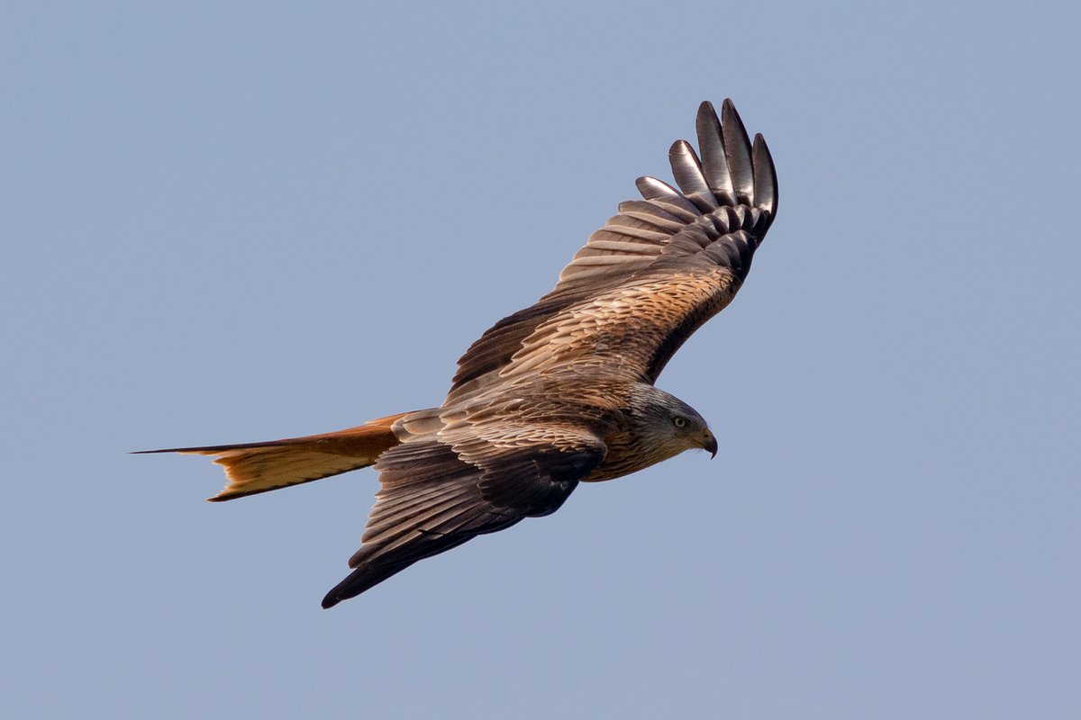Ein Rotmilan im Flug. Die Sonne scheint auf seine dunklen Schwingenfedern, die glänzen.
