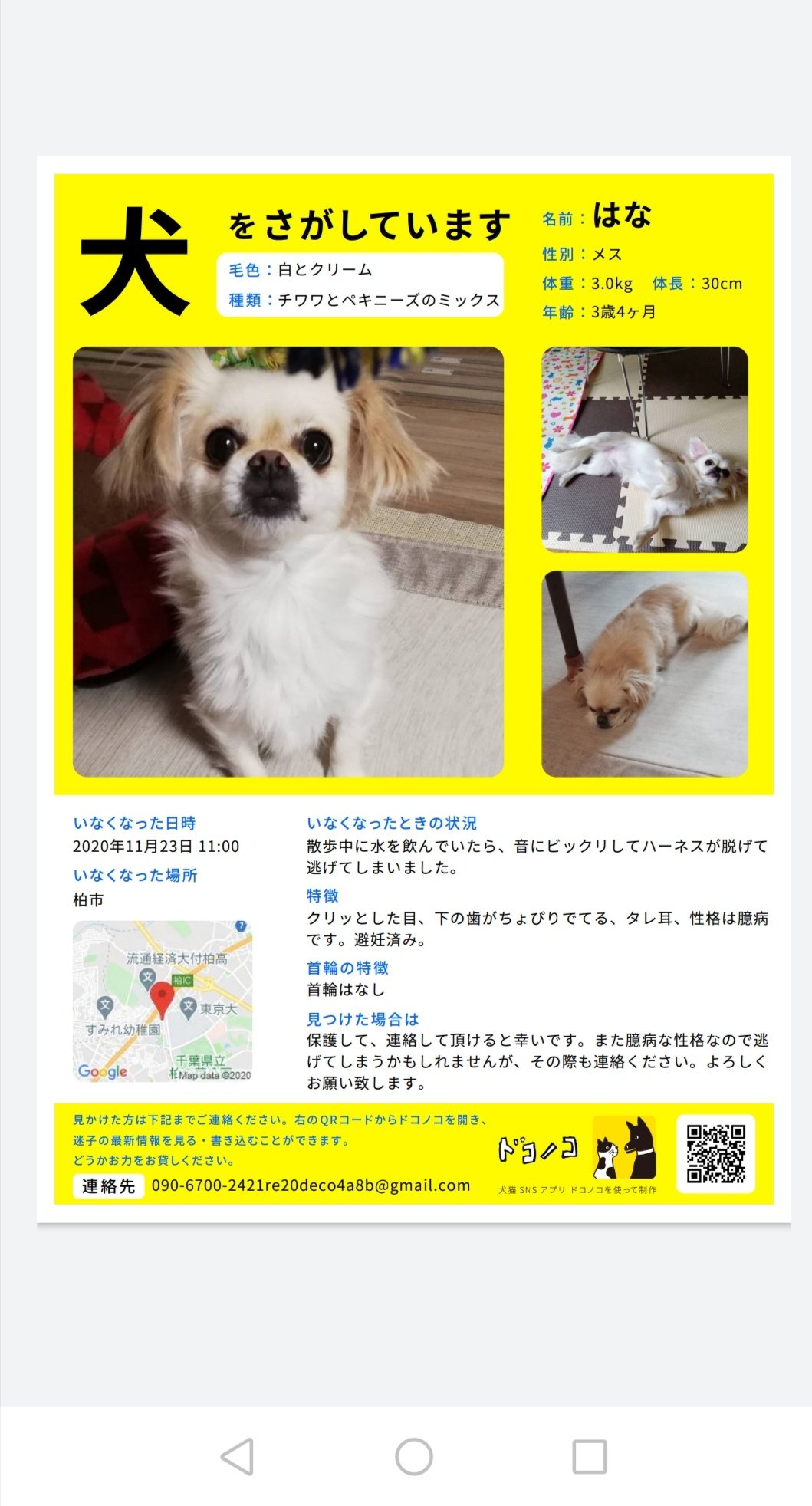 迷子犬 はな 千葉県柏市 ぜんざい Pys41n2tep3wok3 Twitter