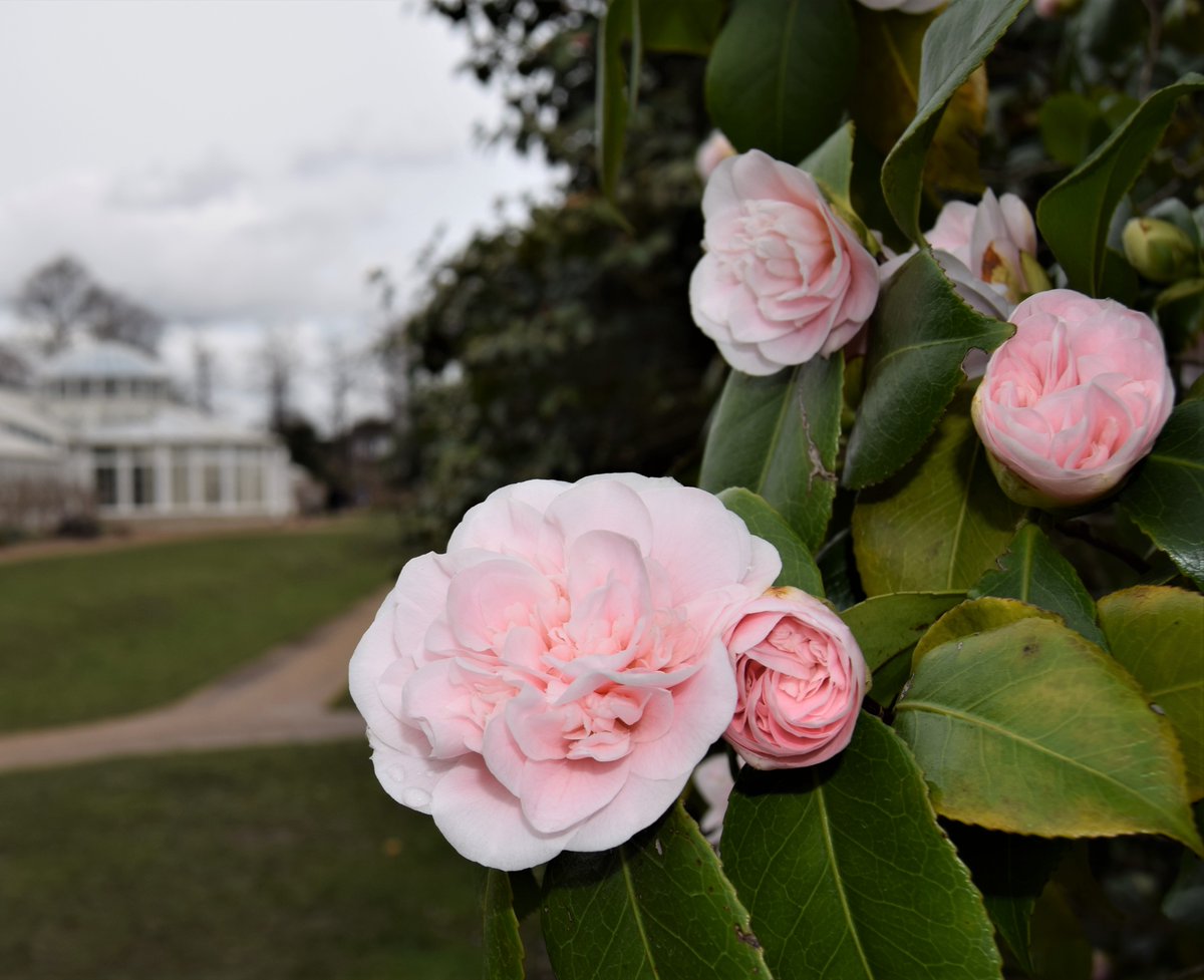 Camellia festival. @Chiswick_House 
spring #SpringIsComing  #Springflowers #crocus 
#camellia #welovechiswickhouse @FriendsChiswick @chiswickbuzz  @TheChiswickCal 
 #flowerphotography #flowers #photography #natalianbobrova