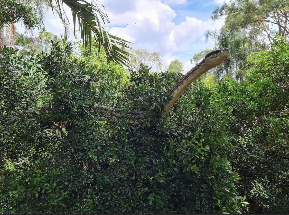 BrittMezher's tweet image. Coastal Carpet Python found in Brisbane. Ginormous!! #snake #python #carpetpython #Australia #AustralianWildlife #Straya 🐍