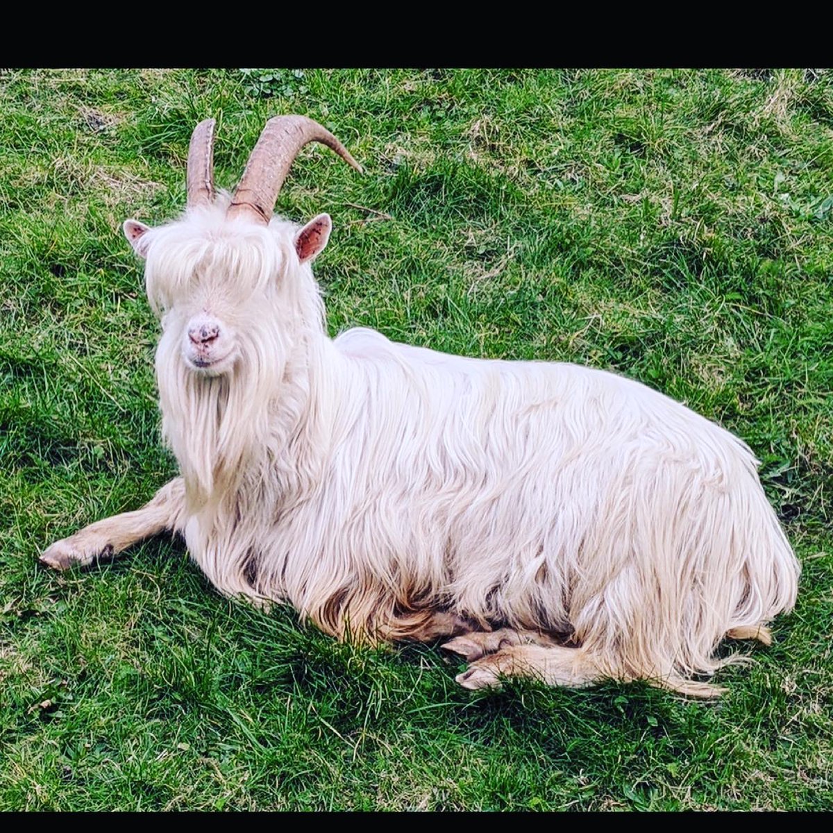 Caravanalia's tweet photo. I’m sure some of you will have heard about the Llandudno goats running rampage through our town! 
Well, we stumbled across some not too far from our shop. 
They were friendly enough... some of them even flashed us a smile! 

Photo credit: @Caravanalia https://t.co/ipx3FqBqVN