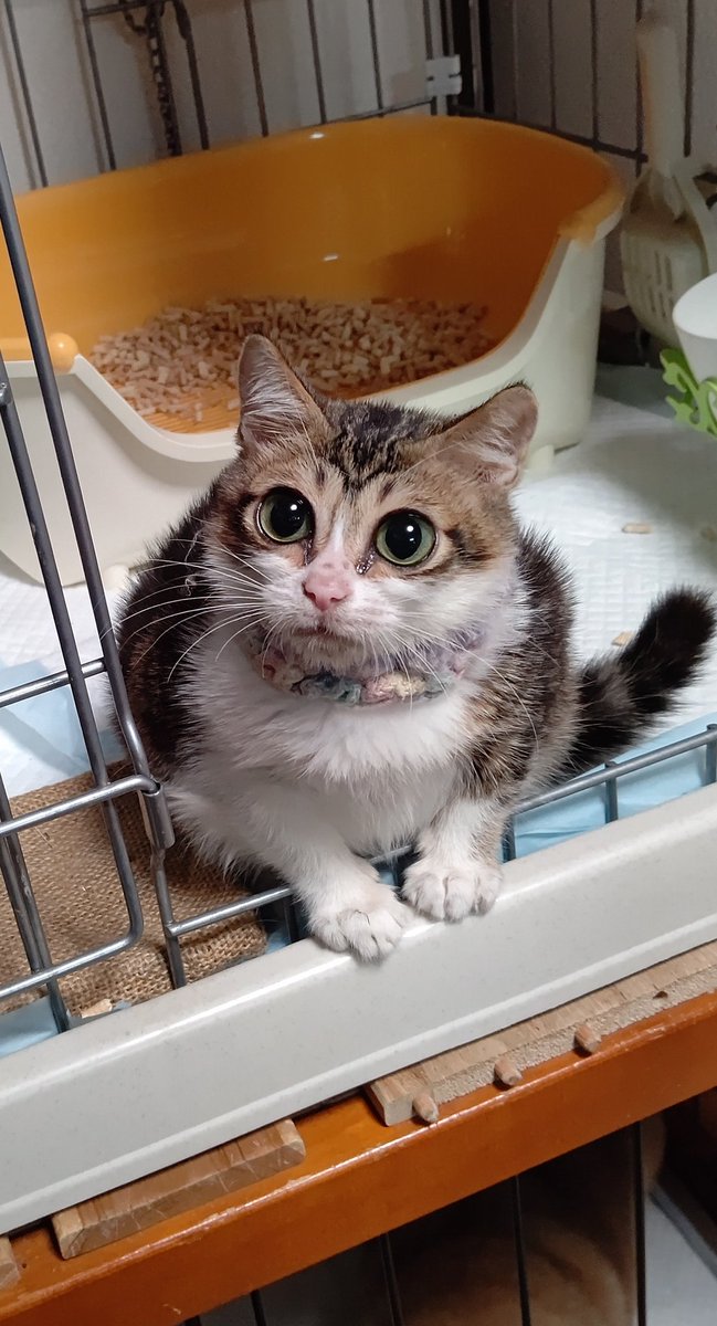 大きくならない猫