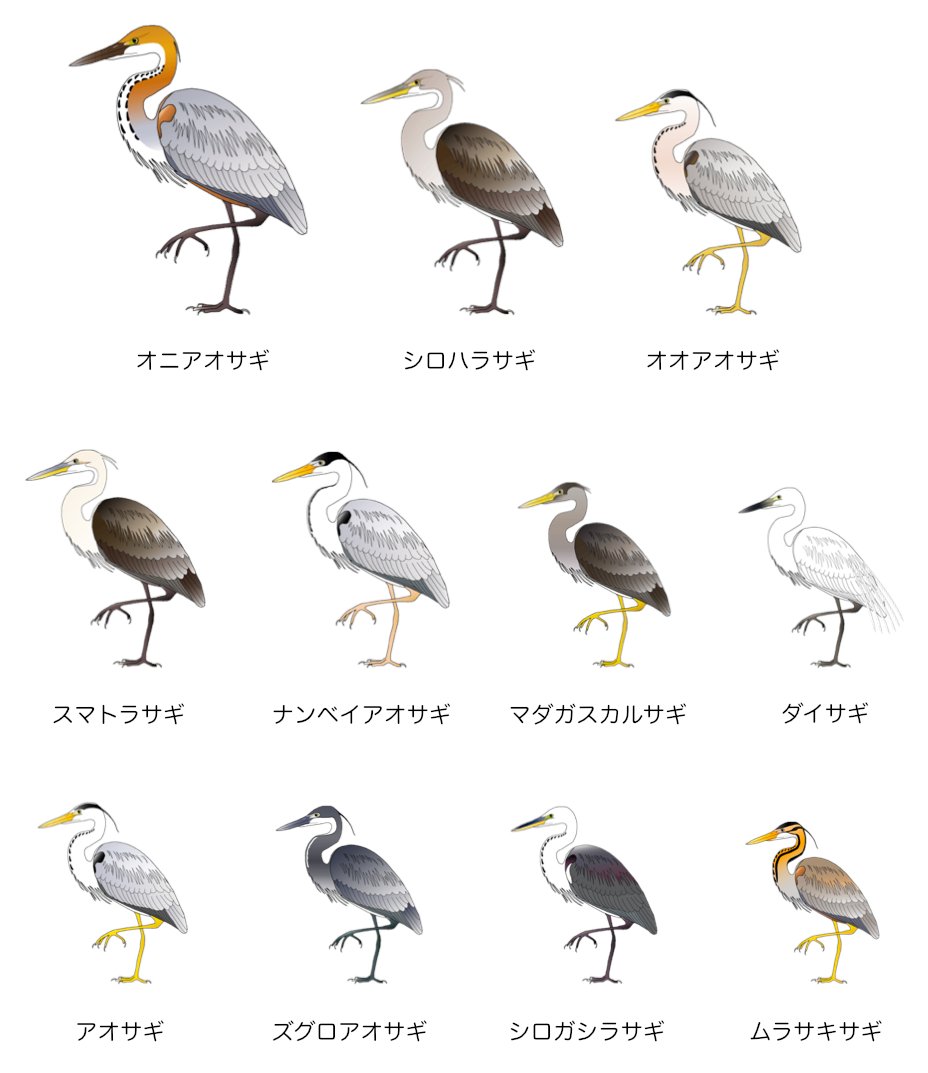Matsunaga Katsutoshi アオサギはアオサギ属の中ではどちらかというと小さいほうで 世界にはもっと大きなサギが何種もいる オニアオサギは別格として その次に大きいのがシロハラサギ このサギはブータンとその周辺にしかいないのだけど 悲しいことに