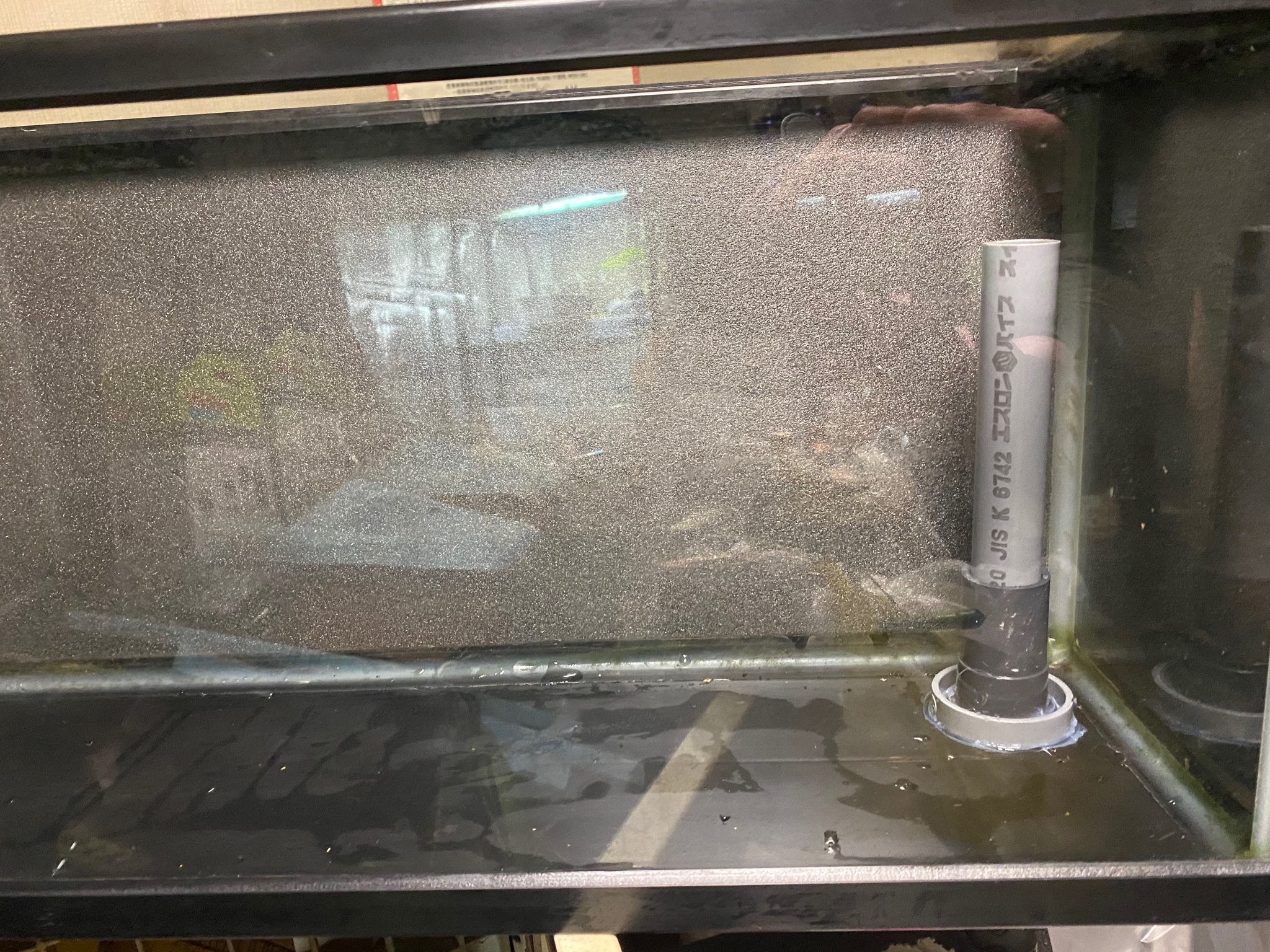 アングラボッチ オーバーフロー水槽 リフジウム水槽 自作してみました オーバーフロー リフジウム 自作水槽 T Co Qttk6ugk50 Twitter アングラボッチ オーバーフロー水槽 リフジウム水槽 自作してみました オーバーフロー リフジウム 自作水槽 T Co Qttk6ugk50 Twitter