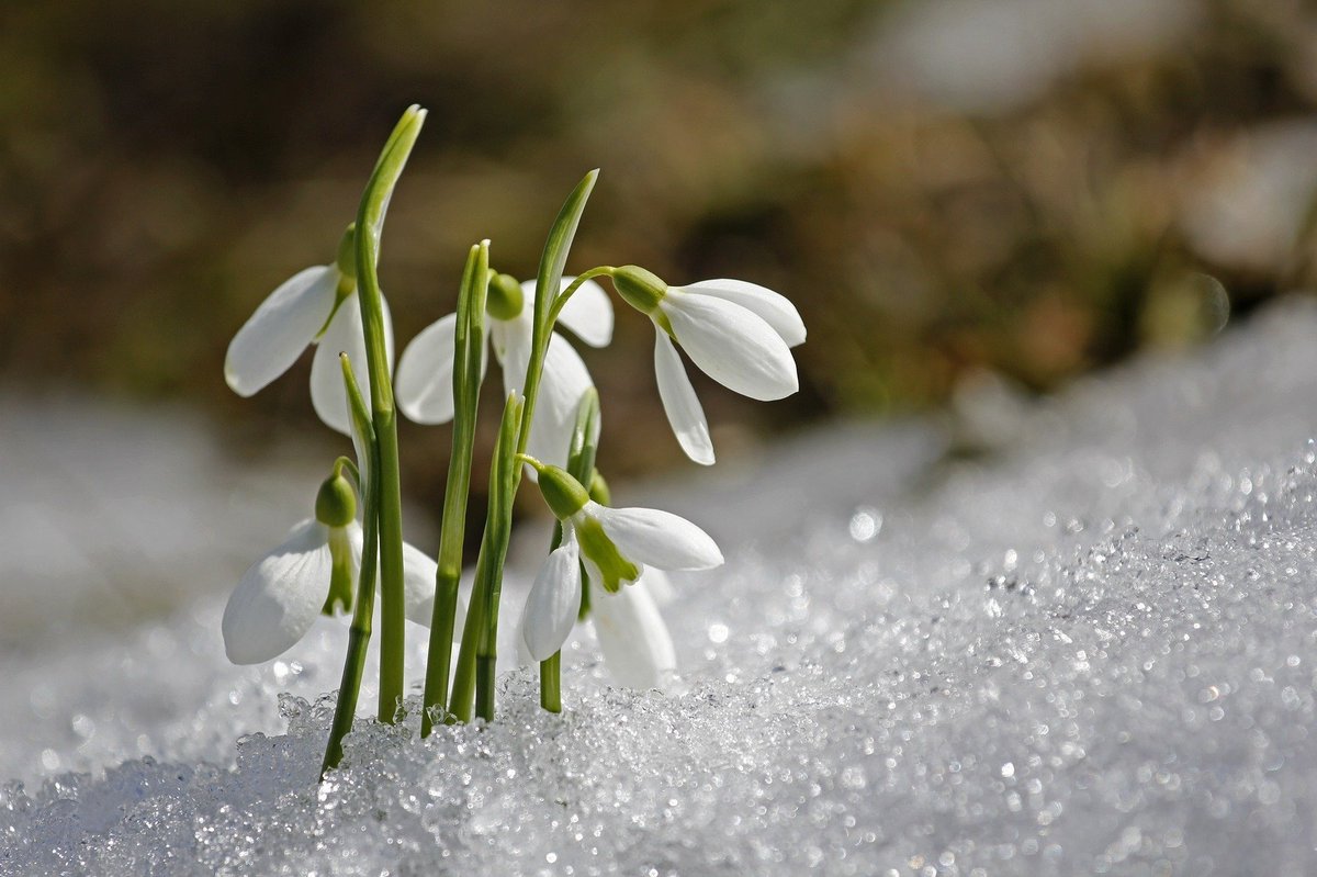 LI_Travel's tweet photo. Unser Monat Februar in Bildern. ❄⛄🎊🌷☀🌼 Hach, schön wars, oder?
#bestofFebruary #Liechtenstein https://t.co/v0VtyfAkun