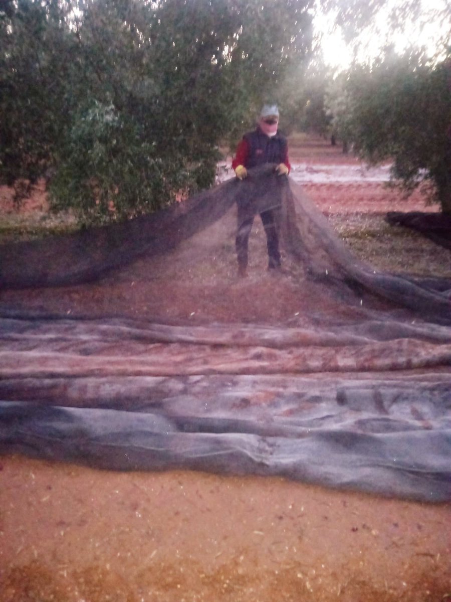 ceIiacmn's tweet photo. FELIZ DÍA DE ANDALUCÍA ¡¡TIERRA TRABAJADORA!! ORGULLOSA DE MIS RAÍCES 💚💚💚💚💚 #DiaDeAndalucia https://t.co/7f3YmhYccq