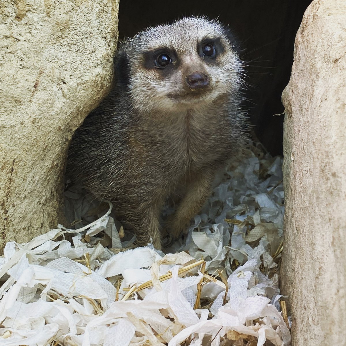 To all those Sunday morning early risers who would much rather be in bed...Memphis completely sympathises with you.

Memphis is the dad of our meerkat mob, and (just like many parents out there) just because it's Sunday does not mean he gets a lie in! 
#sundaymorning #kids #tired