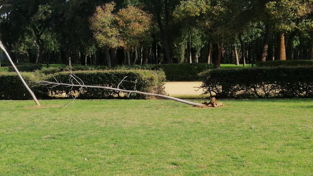 Rodrero13's tweet photo. El interés del @Ayto_Sevilla por el parque d San Jerónimo, ¿Nos quedaremos sin monumento? Más vigilancia policial de paisanos y menos ir con las sirenas encendidas para disuadir. A partir de las 19:00 solo golfos, cumpleaños... #sevilla #SevillaHoy #PoliciaNacional #PoliciaLocal https://t.co/IHG5eoANf2