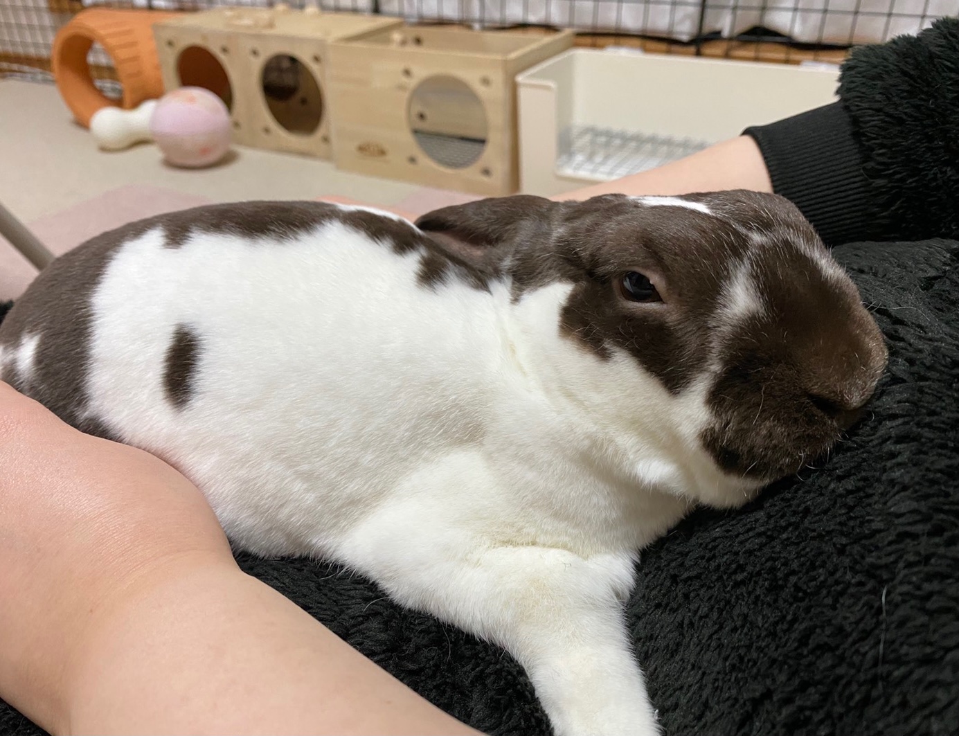 うさぎのあんこ Usagianchan Twitter