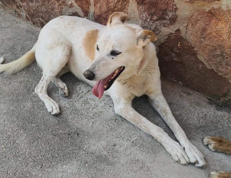 AsociacionADAT's tweet photo. ¡¡¡ EN #ADOPCIÓN !!! #VALENCIA.

GEN, hembra de unos 7 años.
Muy buen carácter aunque algo territorial. Equilibrada y sana.

Si quieres adoptar a GEN contacta a través de uno de los siguientes medios:

Contacto Web: https://t.co/K7dAP5PybB... https://t.co/KAOTb77KTS