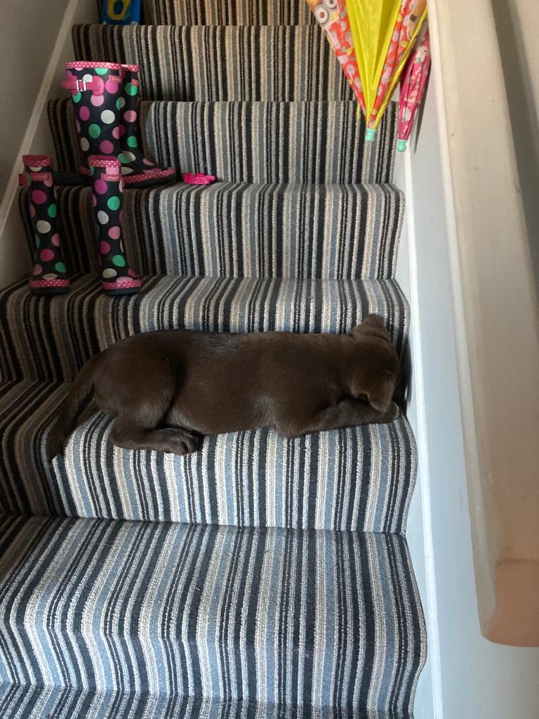 sophiechops's tweet image. This morning I has mostly been sleeping in my new favourite spot. I has also heard my hooman shout "Jesus suffering fu*k" as he fell down the stairs, the two matters were completely unrelated.