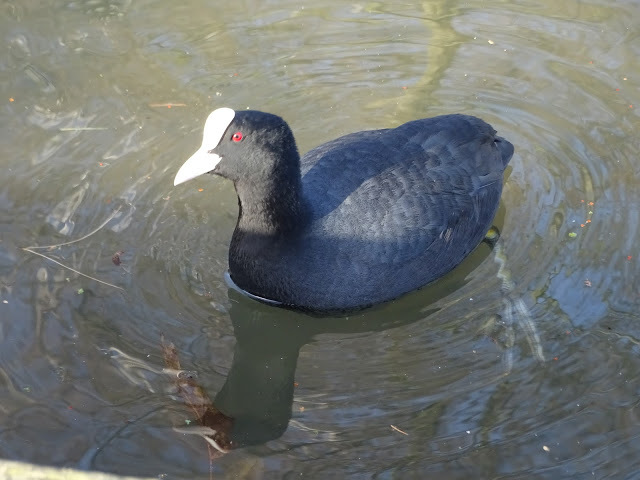 duckoftheday's tweet photo. 28 Feb 2021 - weekend waterfowl https://t.co/r7sQ1OrnR3