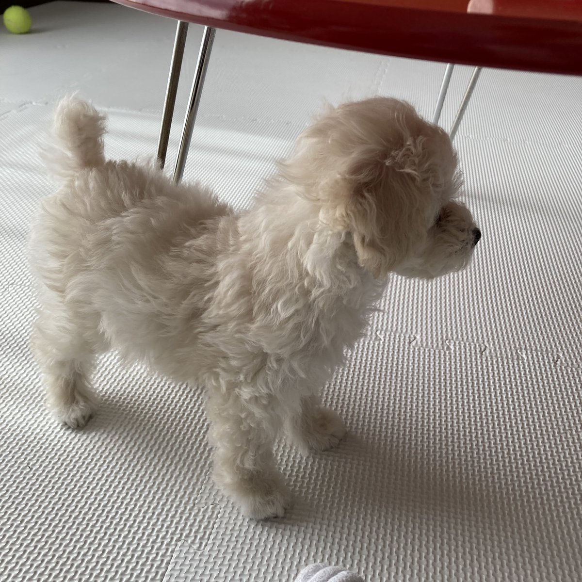 ぴち 今日は初めての病院ドキドキだったね でもおとなしく先生ということ聞いてたからえらいえらい 次は予防接種やけど がんばろうね トイプードル トイプー トイプードルのいる暮らし 犬の気持ち