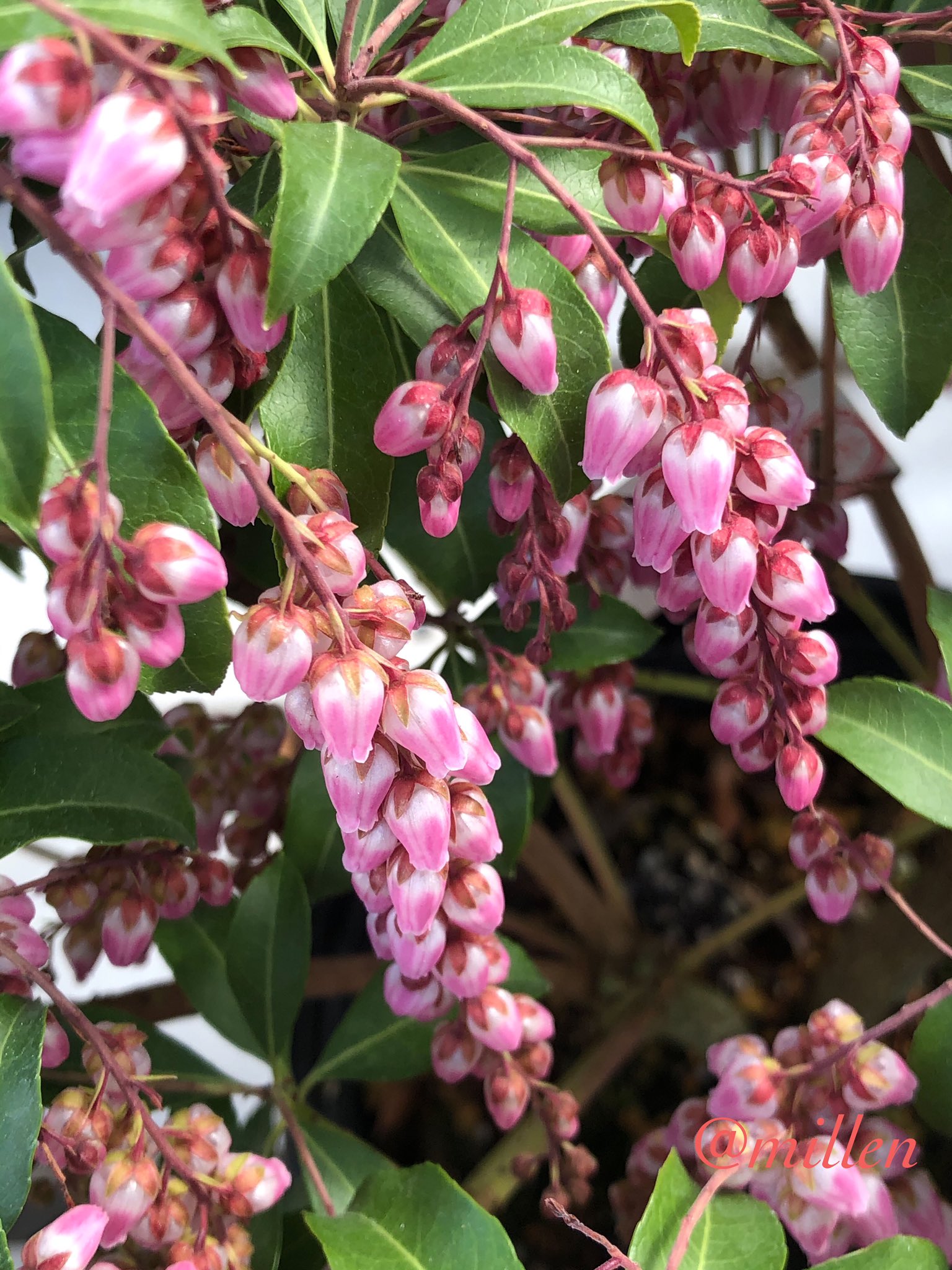 Midori A 花便り29 馬酔木 あせび 万葉の昔から歌にも詠まれてきた花 白い花 が一般的で この子は人気のクリスマスチアーというピンクの花 英語ではジャパニーズ アンドロメダというから もしかしたら日本固有種か これはわたしの憶測です