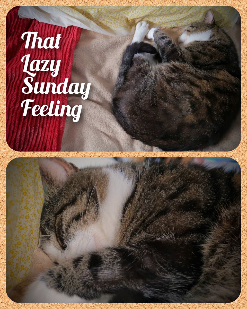 Nicoleseelig's tweet photo. #lazysunday #CatsOfTwitter #catsofbrighton #Omelette the cat taking it easy. https://t.co/M1Wp4CHyeE