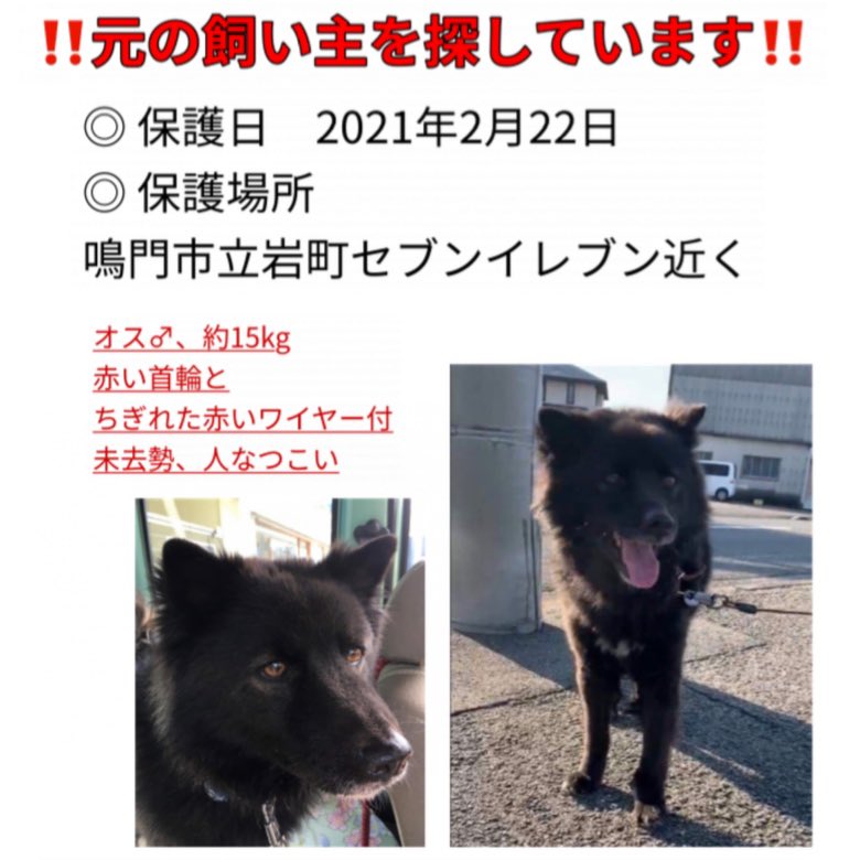 鳴門市保護犬 Twitter Search Twitter