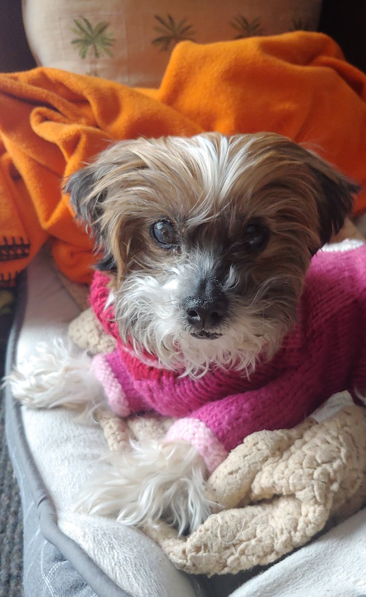 The face // The pup 🥰