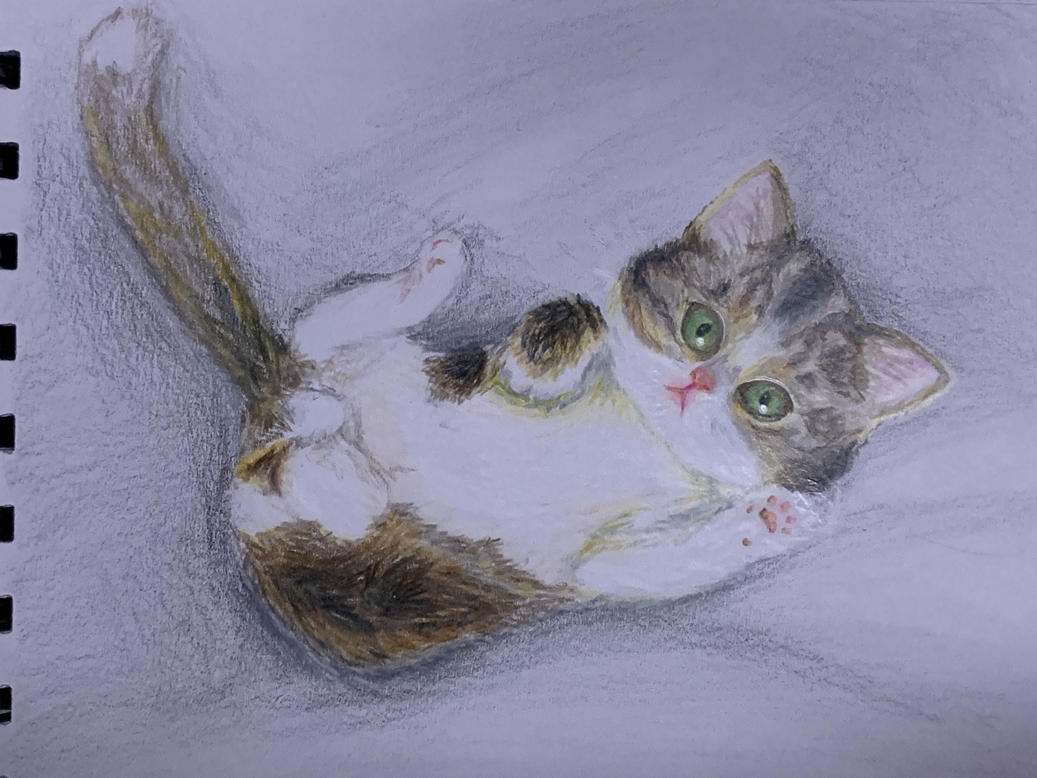 望 望のえにっき イラスト 色鉛筆画 アナログ絵 2枚目は少し加工 動物 猫 子猫 ヌコ 肉球 ゴミ絵師の本気 肉球を見てくれ 3時間半も集中出来るなら勉強もそのぐらい頑張れよの世界ですね 受験前最後のお絵描きなので許して欲しい