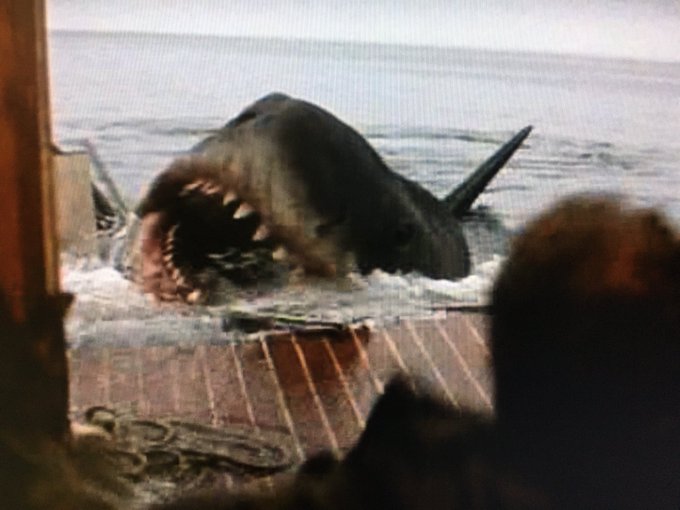 オオメジロザメのtwitterイラスト検索結果