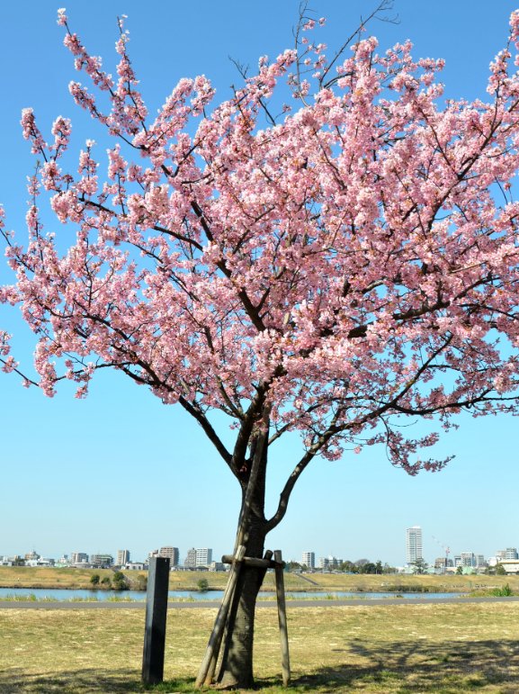 江戸川河津桜並木（市川南）
見ごろです。堤防上に植えられていますが、風にも負けず毎年花を咲かせてくれます（2月28日撮影）
#江戸川河津桜
#市川河津桜
#河津桜